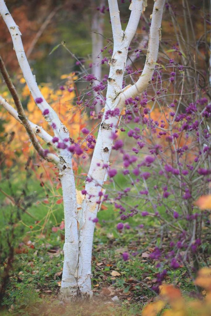 jardin d'hiver jardin d'hiver