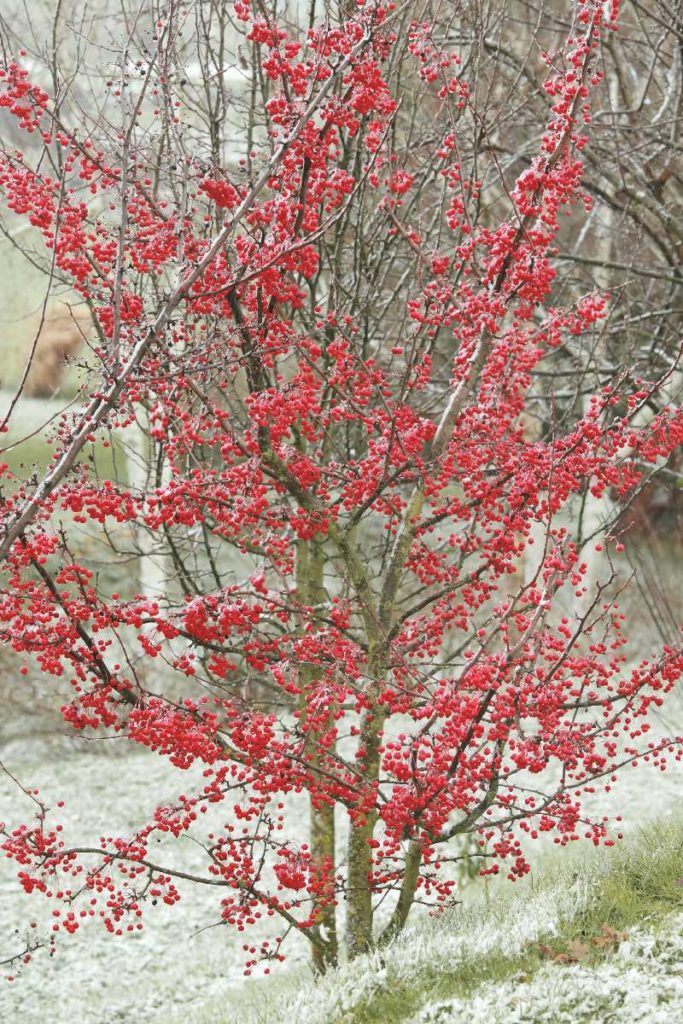 jardin d'hiver jardin d'hiver