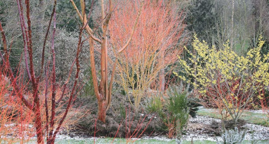 jardin d'hiver jardin d'hiver