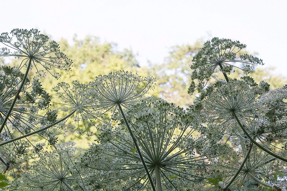 Gilles clement paysagiste