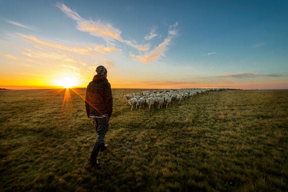 Metier de berger © Floriane DEYSSE 