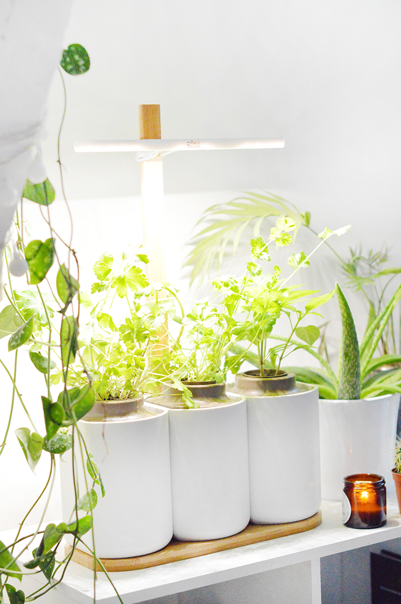 Prêt-à-pousser Lilo