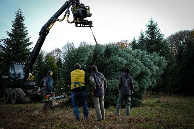 Coupe du sapin par Jean-Christophe Bonoron, mardi 21 novembre 2017