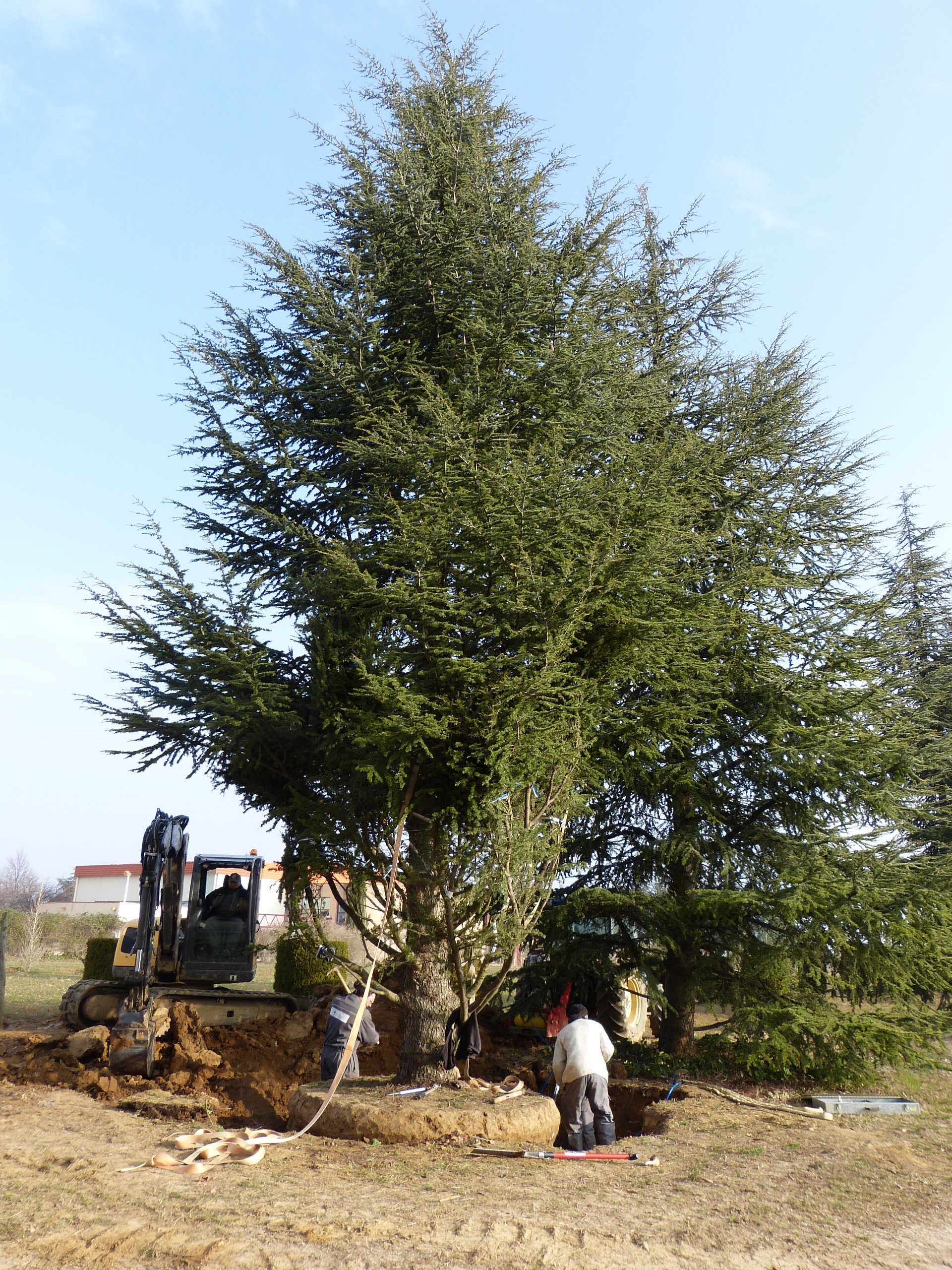Pépinières Guillot-Bourne II; Arrachage d'un abre en vue d'une transplantation