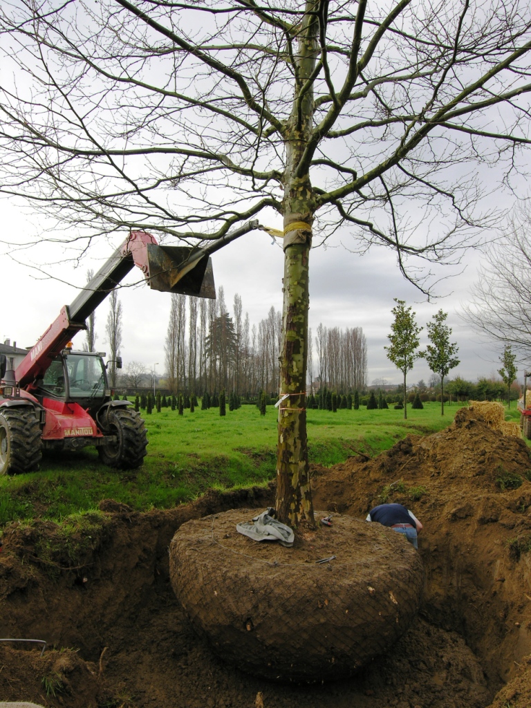 Pépinières Guillot-Bourne II; Arrachage d'un platane en vue d'une transplantation