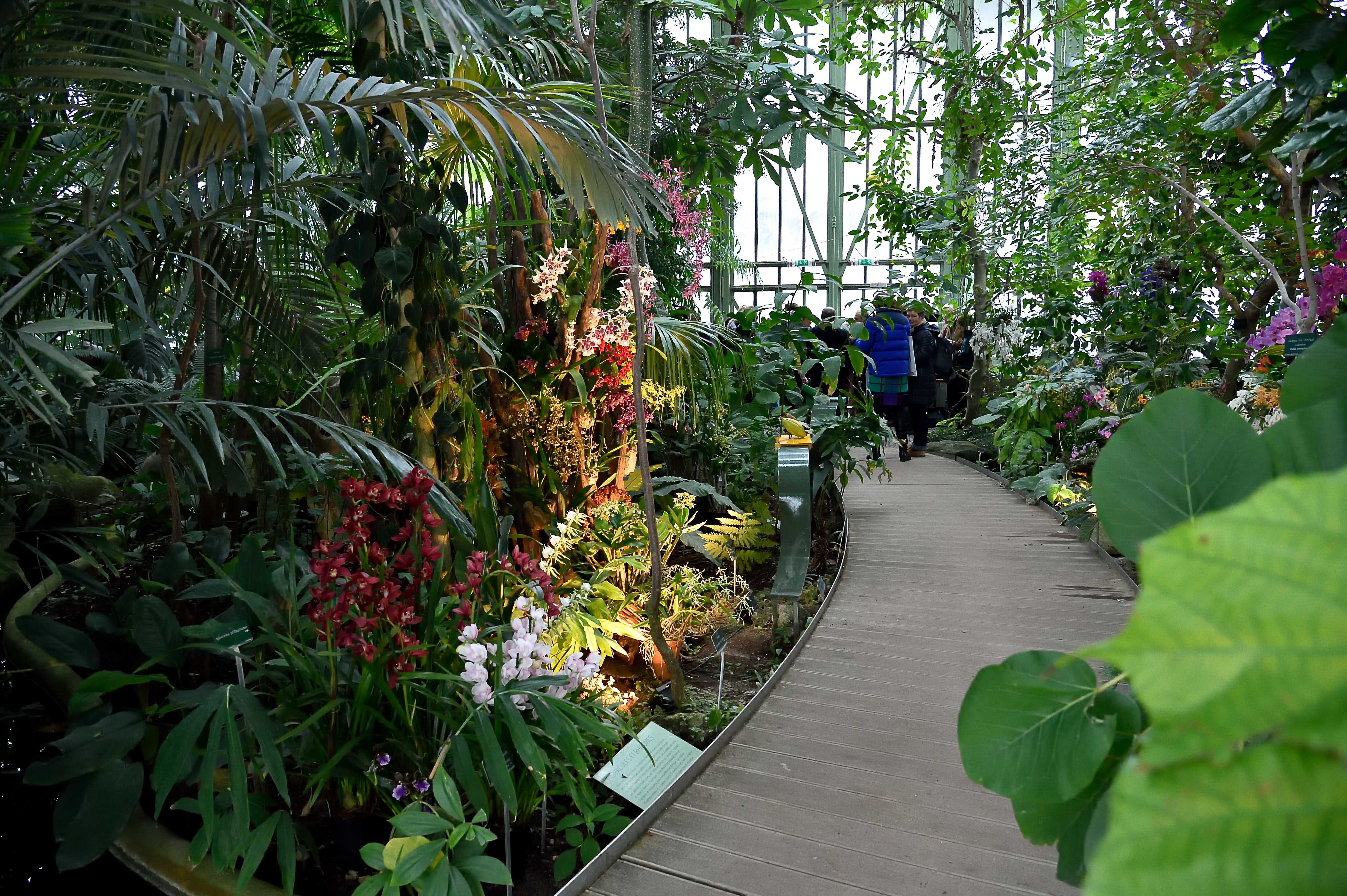 Exposition "Mille & Une Orchidées" au Jardin des Plantes. Photo : F-G Grandin