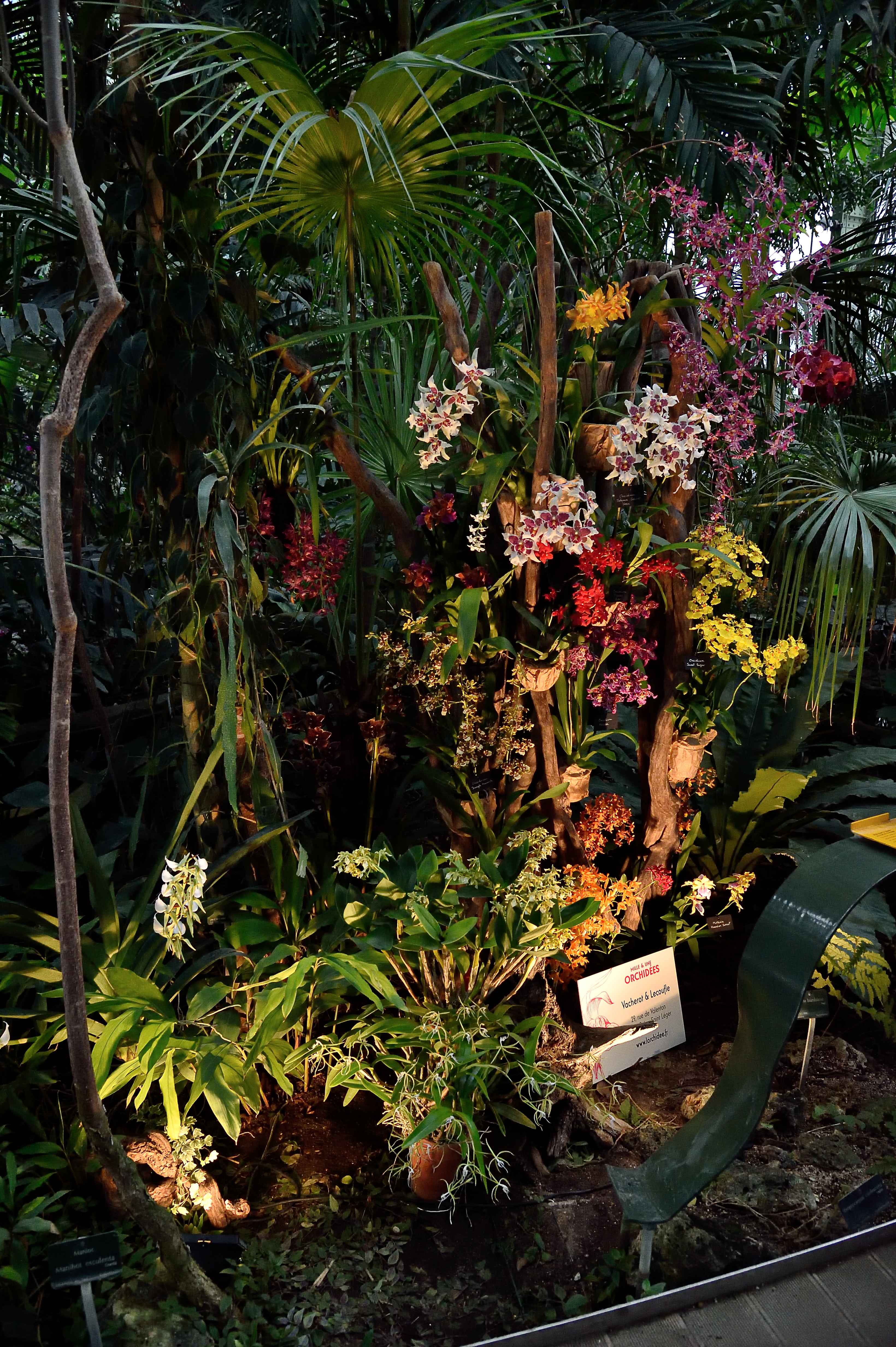 Exposition "Mille & Une Orchidées" au Jardin des Plantes. Photo : F-G Grandin