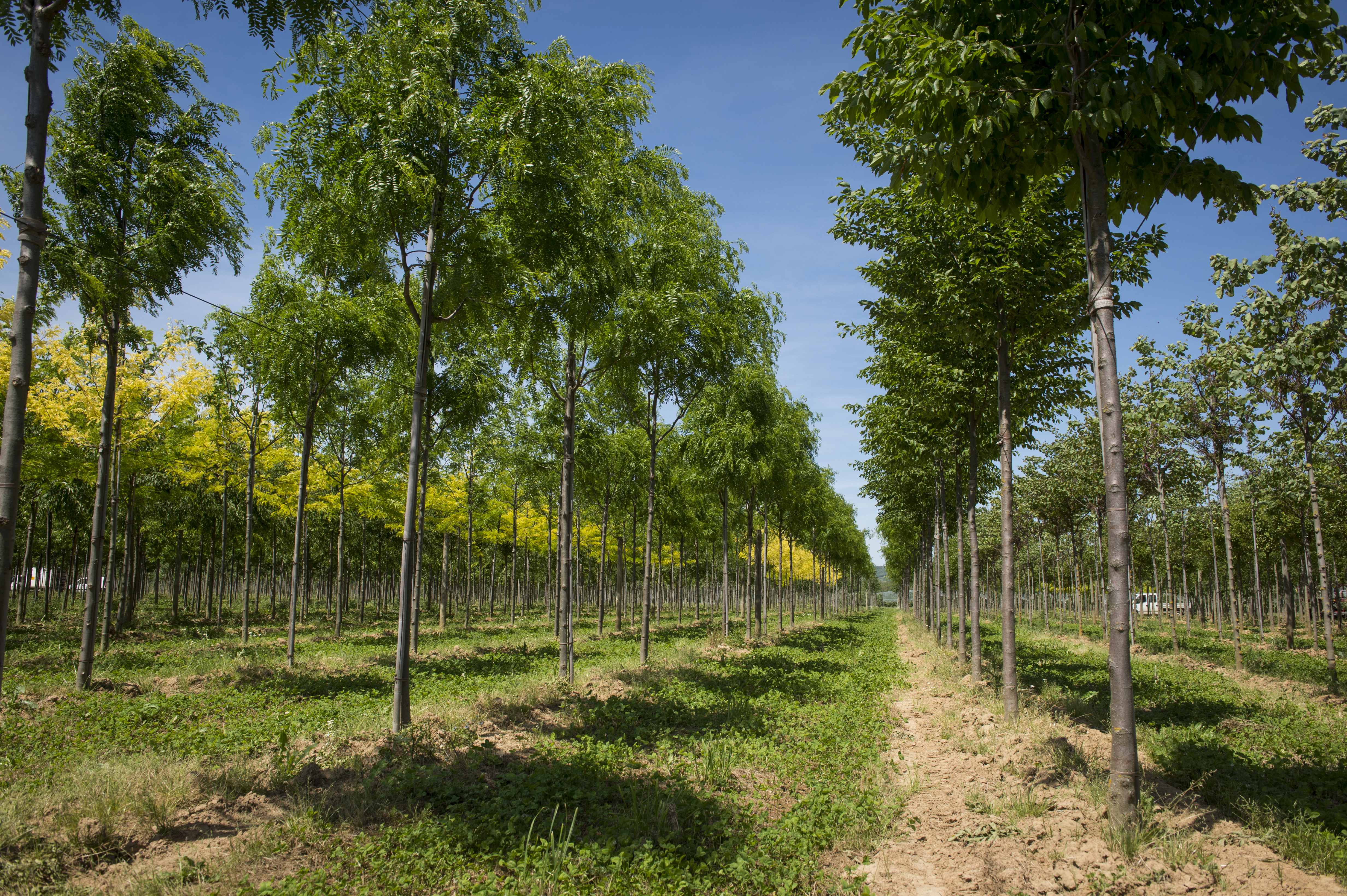 Pépinières Guillot-Bourne II; plantation d'arbres destinés à être transplantés