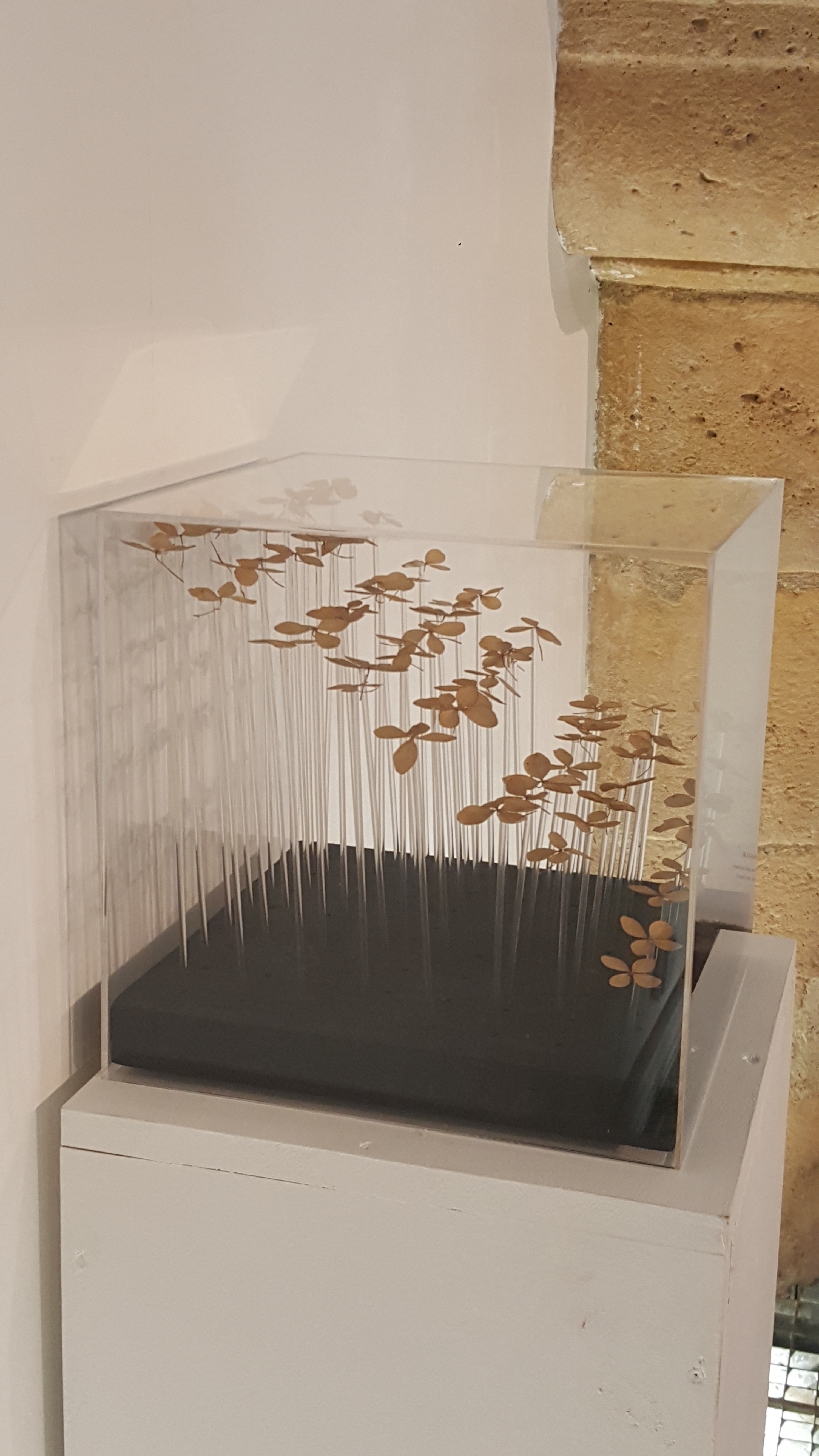 Dans on exposition, Snezana Gerbault présente aussi des micro installations, tel " En suspens", avec des fleurs d'hortensias séchées.