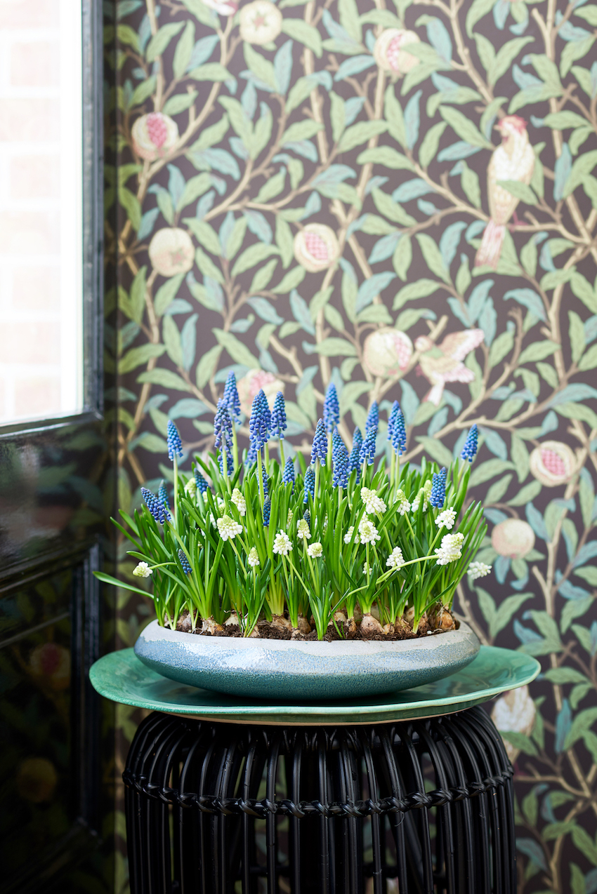 Jacinthes en pot ; © MaPlanteMonBonheur.fr