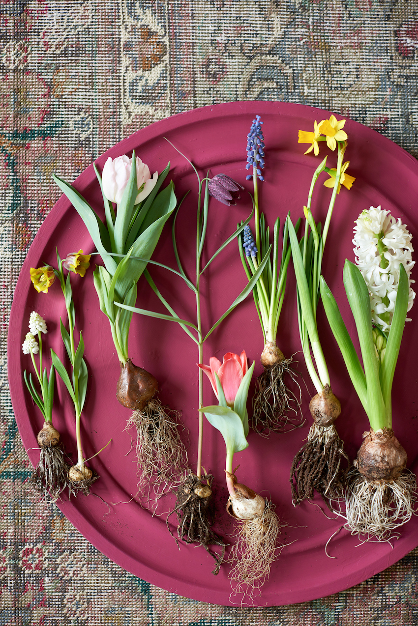 Variétés de bulbes de fleurs ; © MaPlanteMonBonheur.fr