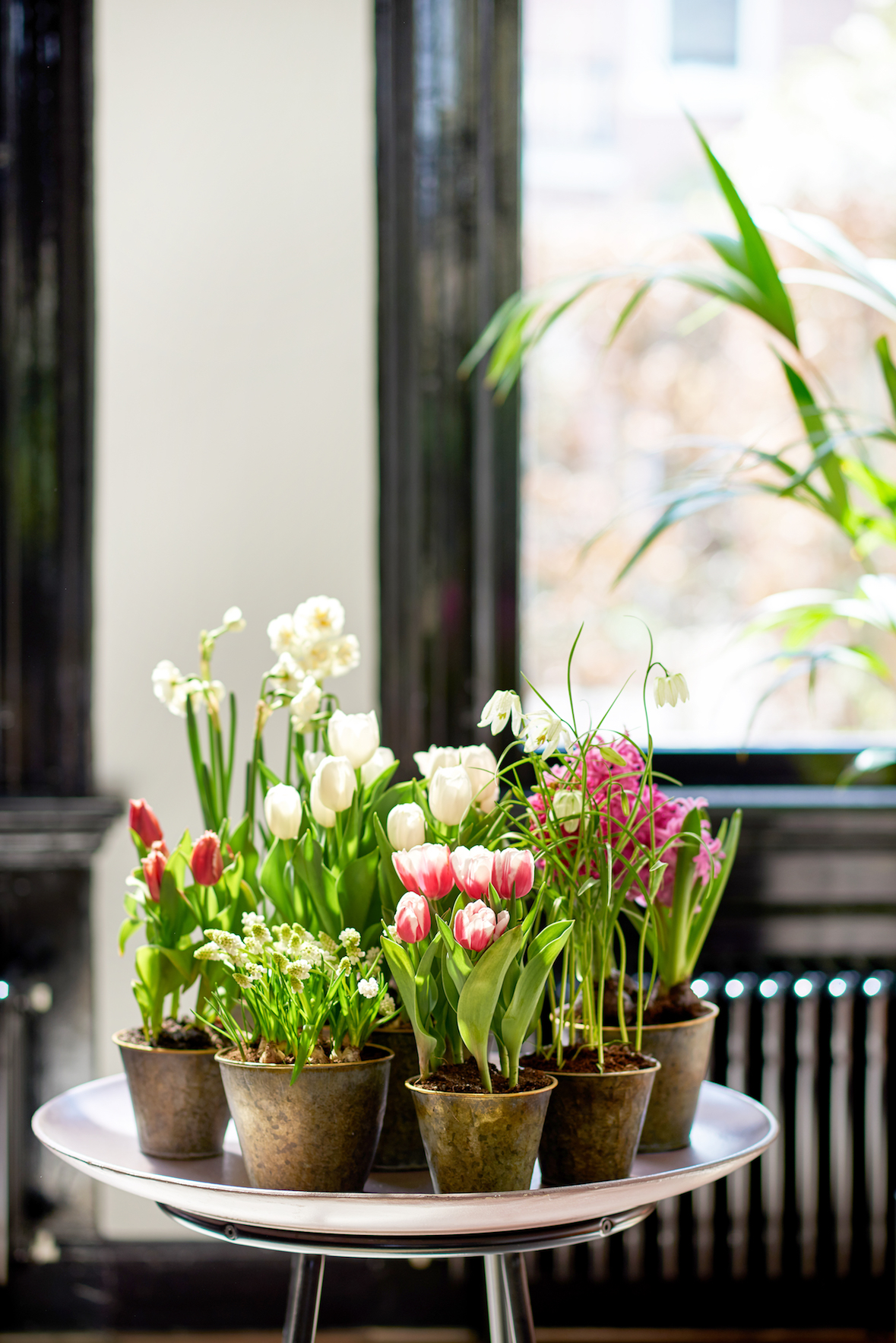 Bulbes fleuris en pot ; © MaPlanteMonBonheur.fr