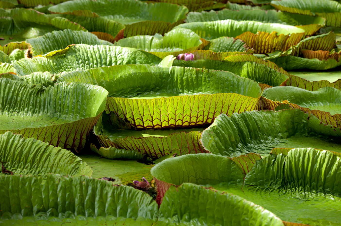 Jardin Pamplemousse Ile Maurice. Photo : ww.tourism-mauritius.mu/fr