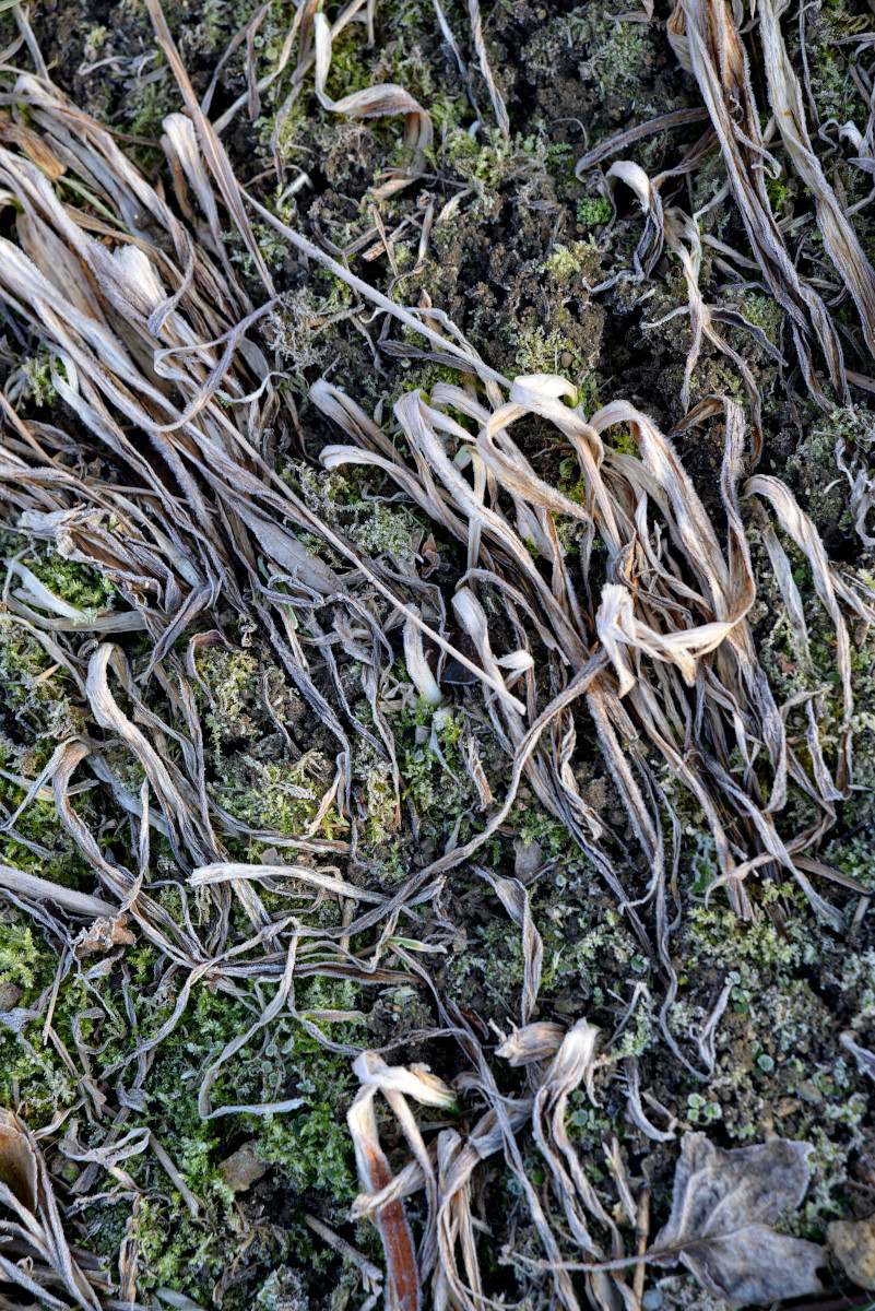 Alterations © Snezana Gerbault