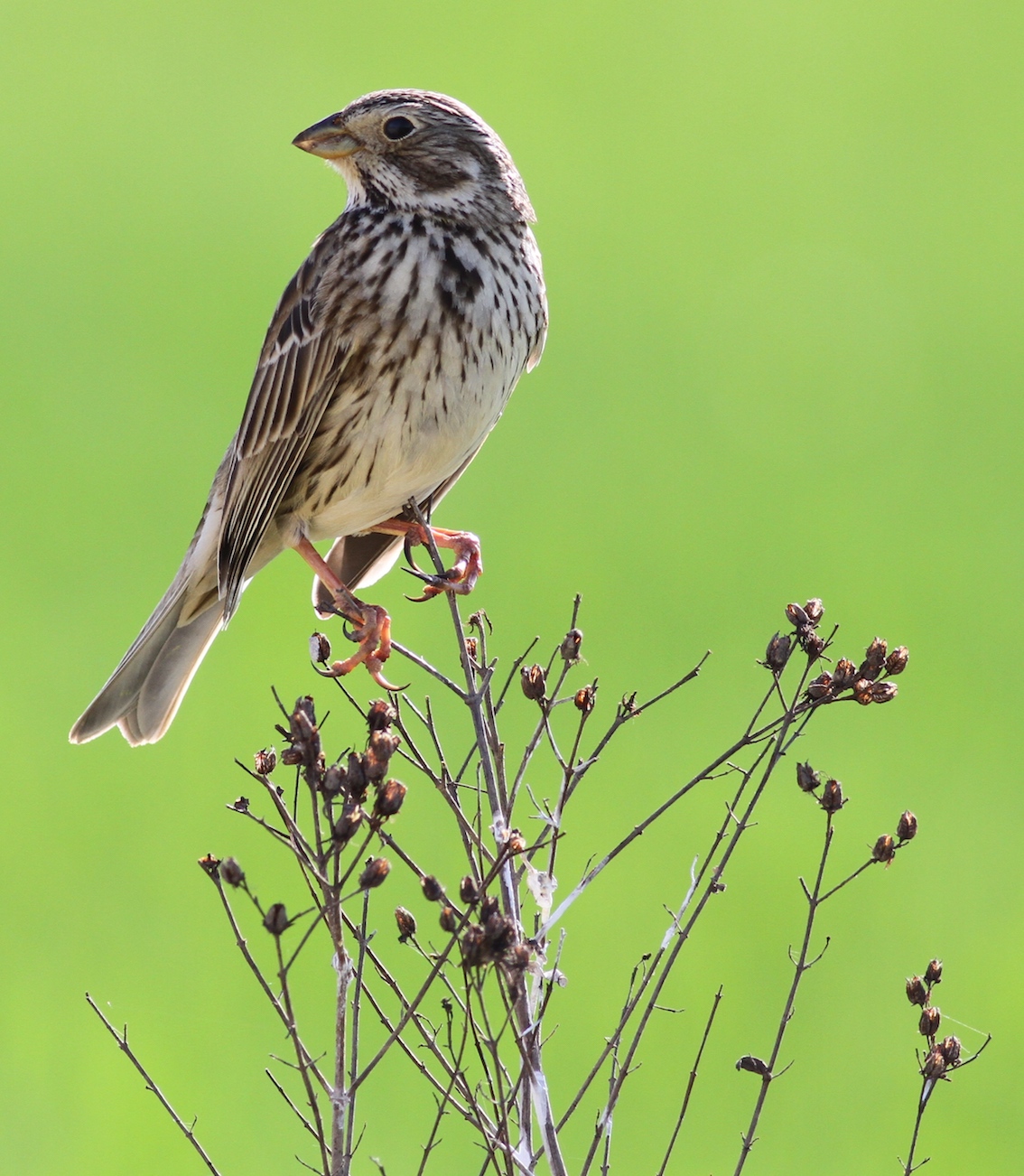Le bruant proyer © Vincent Bretagnolle, CEBC (CNRS et Université de La Rochelle)