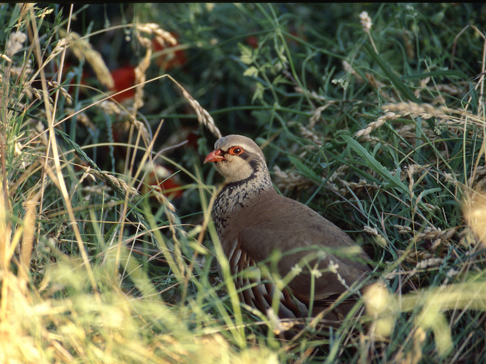 perdrix rouge_MNHN_FJiguet