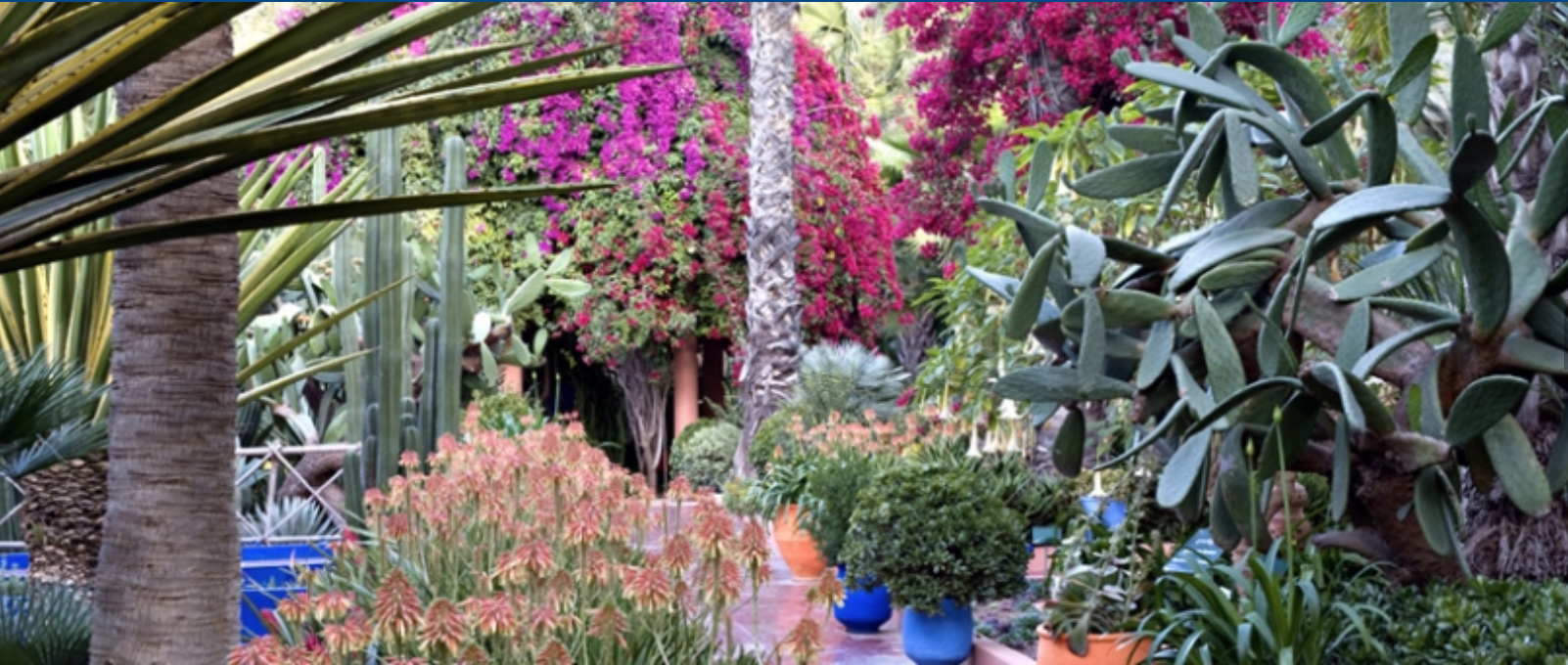 Jardin de Majorelle © site Jardin de Majorelle