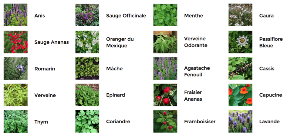 sélection de végétaux établie avec le chef de l'ANTENNE Café