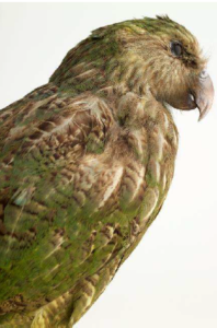 Kakapo Strigops habroptilus, Océanie photographie Pierre-Olivier Deschamps, Agence VU'